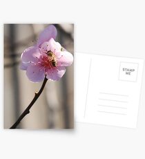 Pink Lunch Postcards