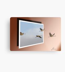 Sandhill Cranes Metal Print
