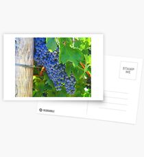 Cowra Grapes Postkarten