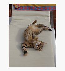 Cat- ching a few rays in Turkey Photographic Print