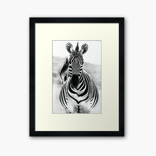 Item preview, Zebra designed and sold by Anna Phillips.