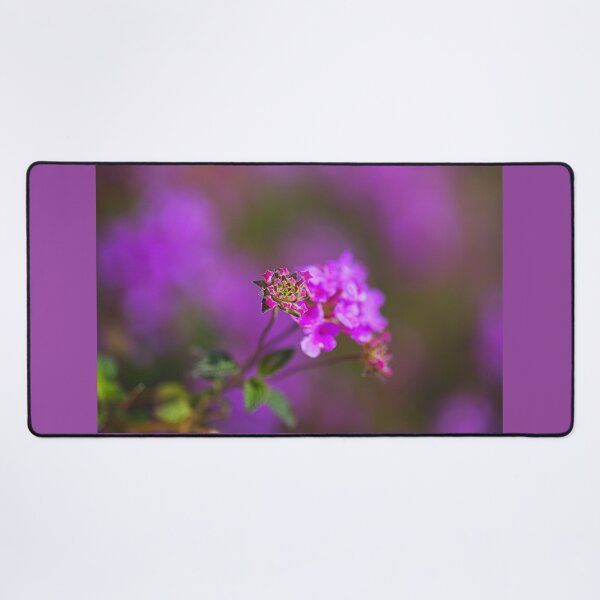 Item preview, Hot Pink Allysium Flowers  designed and sold by Joy Watson - Natural Light Photography .