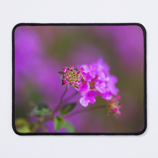 Item preview, Hot Pink Allysium Flowers designed and sold by Joy Watson - Natural Light Photography .
