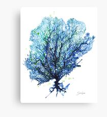 Fan Coral - Aqua Canvas Print