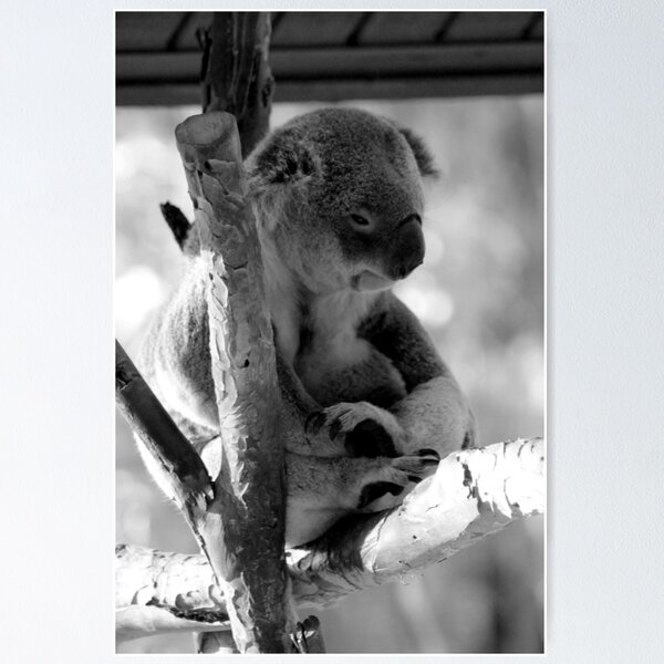 The Stoic Koala Poster