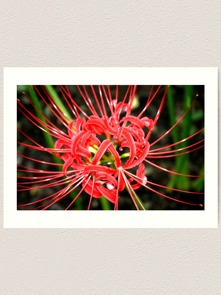 Red Spider Lily Art Print By Sheilamccrea Redbubble