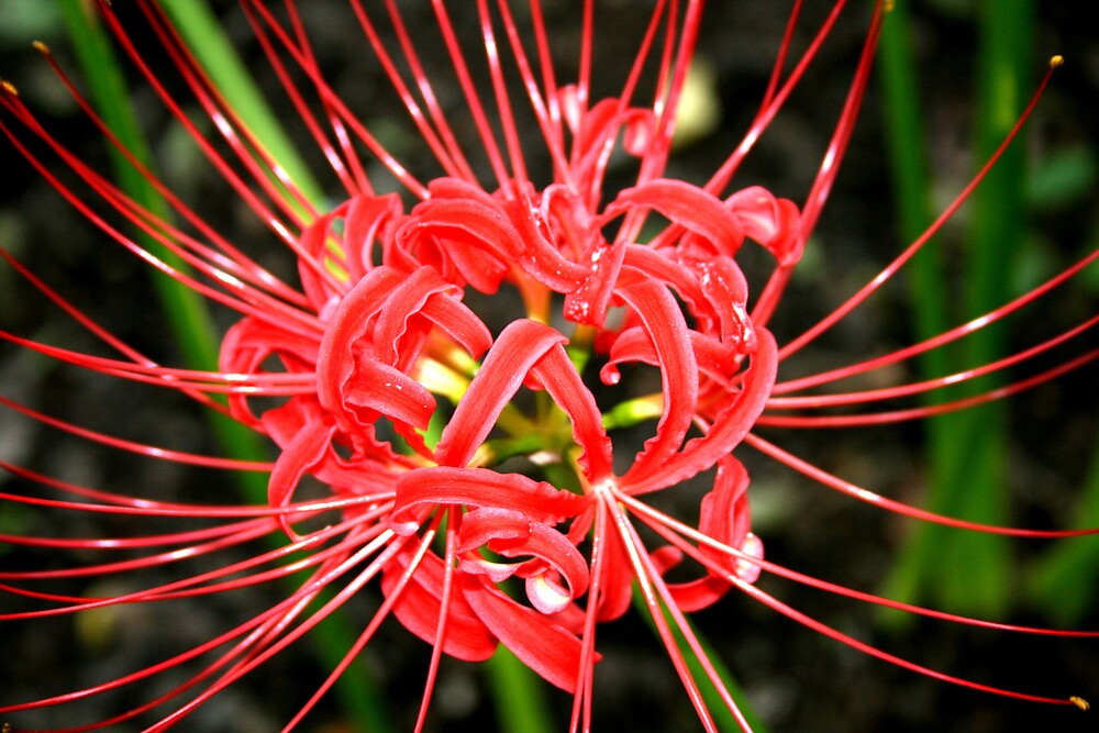 "red spider lily" by Sheila McCrea | Redbubble