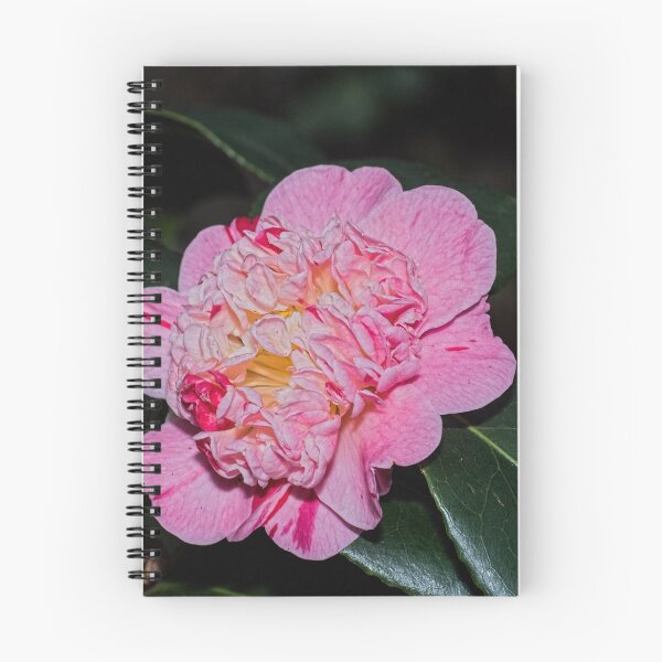 Item preview, Multipetalled pink Camelia Leith Park 20170628 0800 designed and sold by Fred Mitchell.