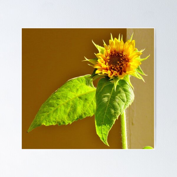 Item preview, Sunflower designed and sold by Alberto  DeJesus.