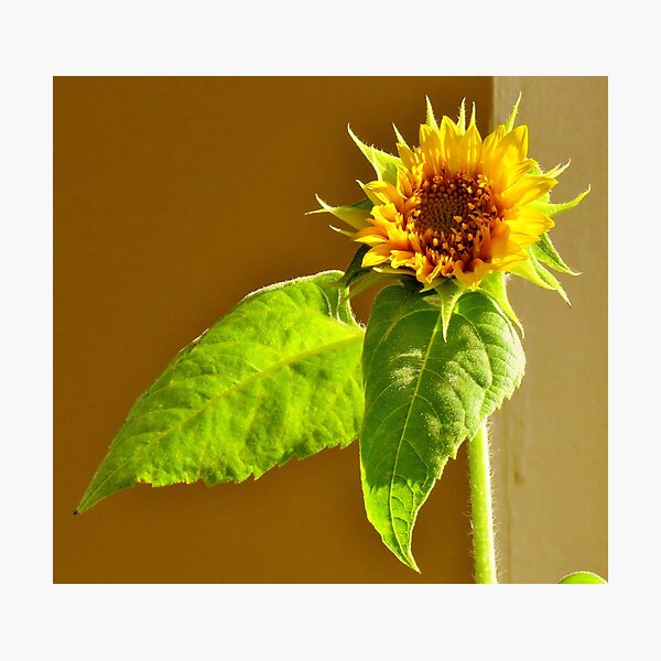 Item preview, Sunflower designed and sold by Alberto  DeJesus.