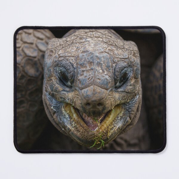 Item preview, Giant Aldabra Tortoise designed and sold by rawshutterbug.