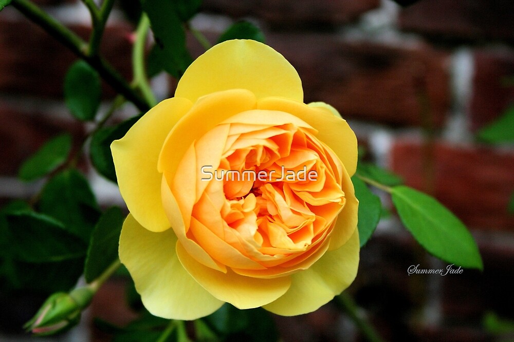 "Yellow Rose Symbol of Friendship" by SummerJade Redbubble