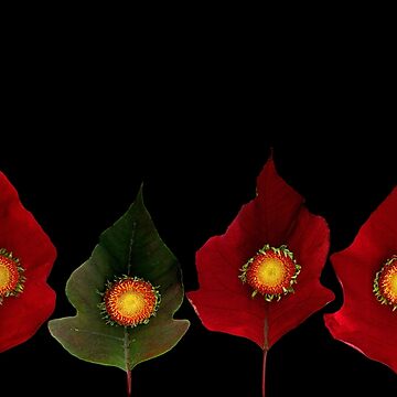 Artwork thumbnail, Daisy Poinsettia Dark Floral by LindasPhotoArt