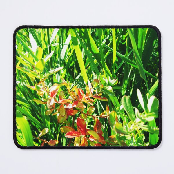 Item preview, Nature grassland landscape | wild plant grassland photography designed and sold by lausn.