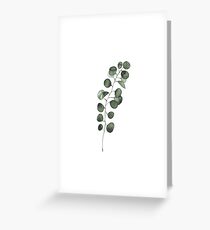 eucalyptus Greeting Card
