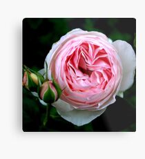 Pink trio Metal Print