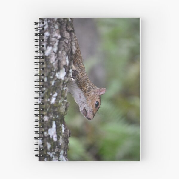 Aperçu de l'œuvre Elle est un peu Squirrely créée et vendue par E11iegator.