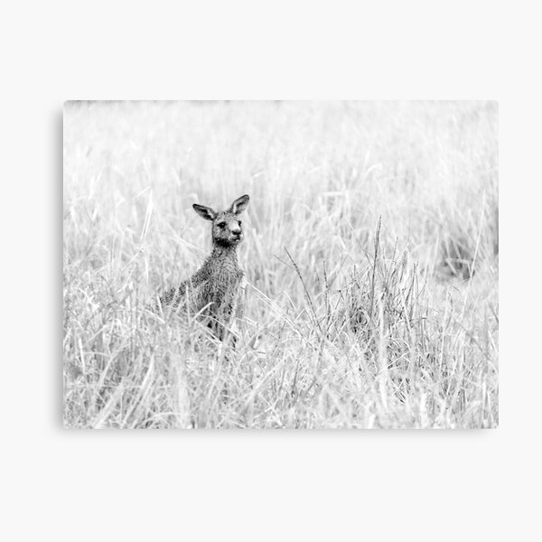 'Roo Canvas Print