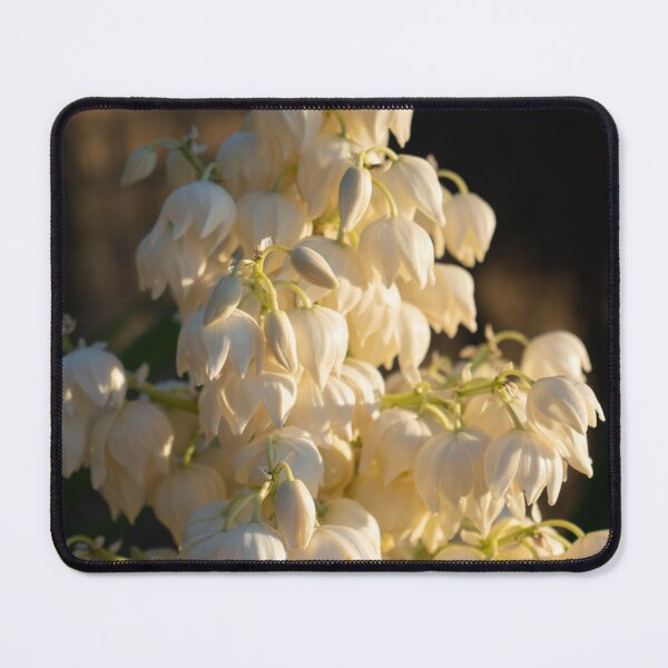 Item preview, Blossoms of a Yucca Palm in the golden sunlight 1. Floral beauty of the palm lily designed and sold by Adriana Mueller.