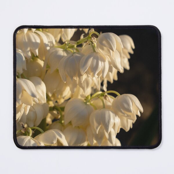 Item preview, Blossoms of a Yucca Palm in the golden sunlight 2. Floral beauty of the palm lily designed and sold by Adriana Mueller.