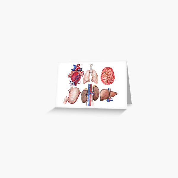 Simple Human Stomach Diagram - Vintage Anatomy Poster Weekender