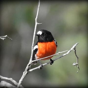 Artwork thumbnail, MR ROBIN by Rocksygal52