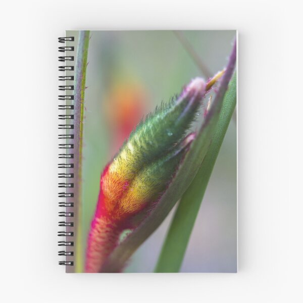 Item preview, emerging kangaroo paw designed and sold by col hellmuth.