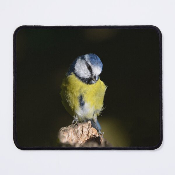 Item preview, How Cute Am I? designed and sold by ClaireChown.