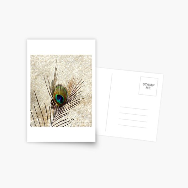 The Peacock Dude! #3 Postcard