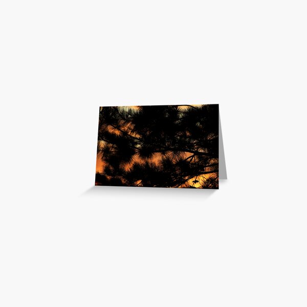 Sunrise through the loblolly Greeting Card