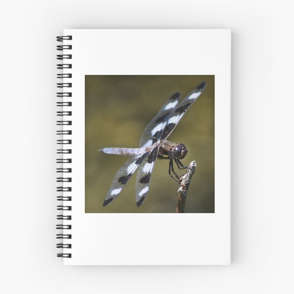 Item preview, Twelve-spotted Skimmer designed and sold by Laurie Minor.