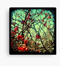 Blossom Frenzy - TTV Canvas Print