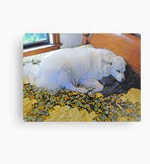 Sleeping Sylvie The Wonder Dog...on Mom's Bed! Metal Print