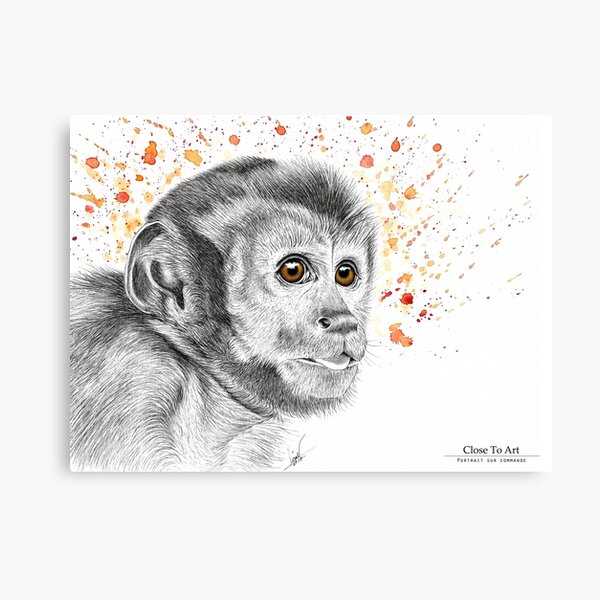 Impressions Sur Toile Sur Le Theme Capucin Redbubble