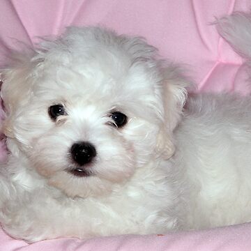 Artwork thumbnail, photo pretty in pink puppy by mystudiocreate