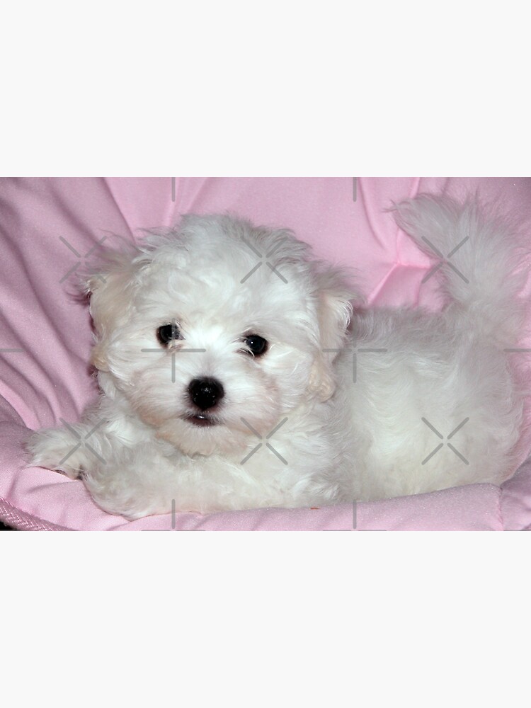 Thumbnail 3 of 3, Sticker, photo pretty in pink puppy designed and sold by mystudiocreate.