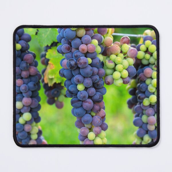 Item preview, Veraison Syrah Shiraz Grape Vineyard designed and sold by Kevin Miller Photography.