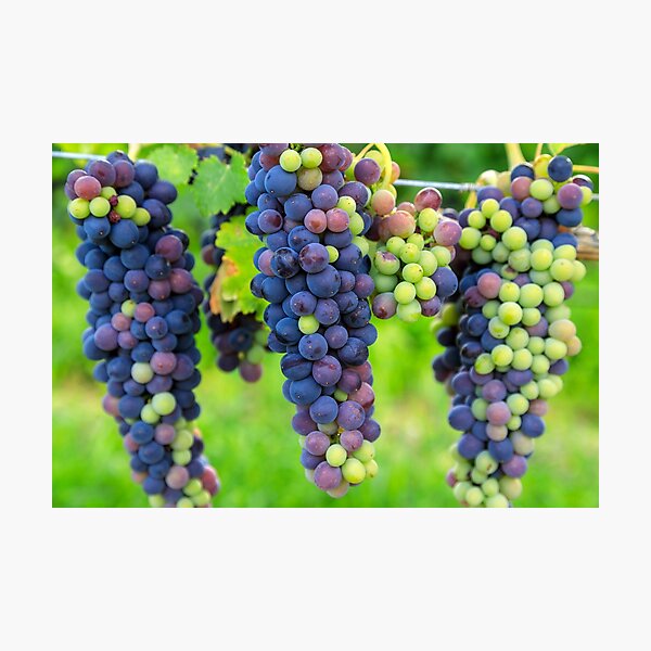 Item preview, Veraison Syrah Shiraz Grape Vineyard designed and sold by Kevin Miller Photography.