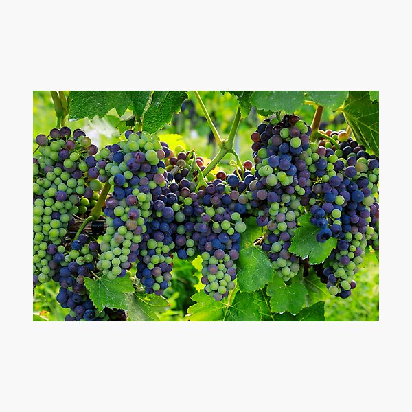 Item preview, Veraison Syrah Shiraz Grape Vineyard designed and sold by Kevin Miller Photography.