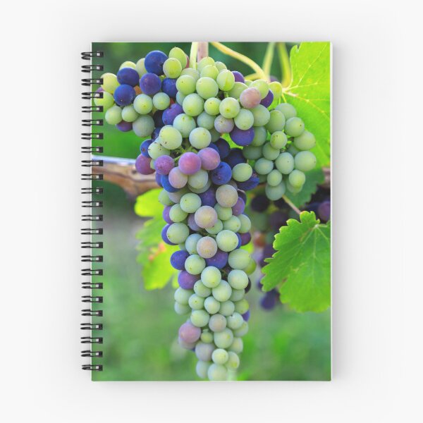 Item preview, Veraison Syrah Shiraz Grape Vineyard designed and sold by Kevin Miller Photography.
