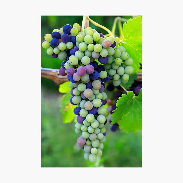 Item preview, Veraison Syrah Shiraz Grape Vineyard designed and sold by Kevin Miller Photography.