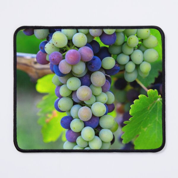 Item preview, Veraison Syrah Shiraz Grape Vineyard designed and sold by Kevin Miller Photography.