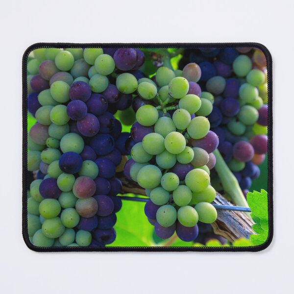 Item preview, Veraison Syrah Shiraz Grape Vineyard designed and sold by Kevin Miller Photography.