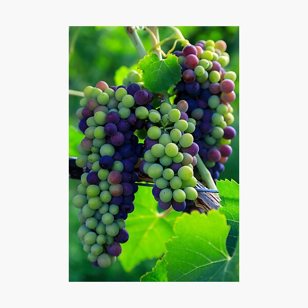 Item preview, Veraison Syrah Shiraz Grape Vineyard designed and sold by Kevin Miller Photography.