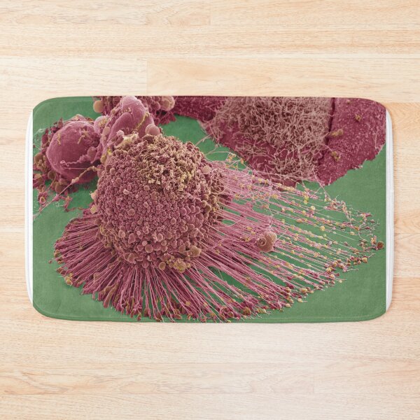 Item preview, Apoptotic HeLa Cell, SEM, Microscope Photo of Cancer Cell designed and sold by ScienceSource.