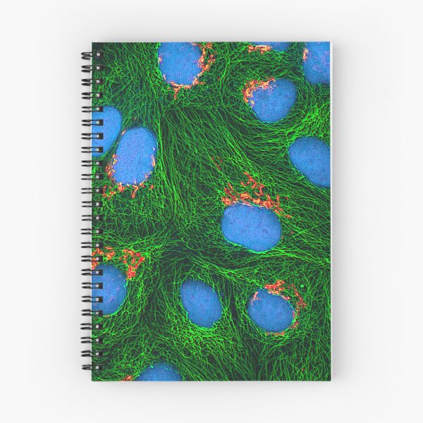 Item preview, HeLa Cancer Cell, Microscope Photo designed and sold by ScienceSource.