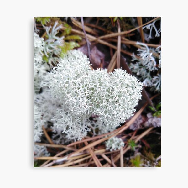 Item preview, Moss foretells the coming of winter designed and sold by Raigitam.