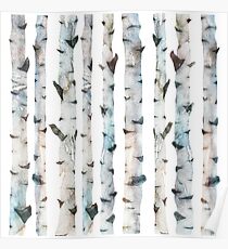 Birch trees Poster