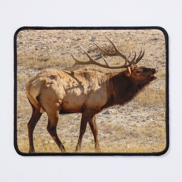 Item preview, Elk bugling, Yellowstone National Park designed and sold by ShleeSnaps.