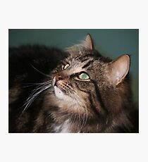 Meet Whiskers Photographic Print